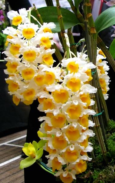 Orchid (Dendrobium thyrsiflorum)