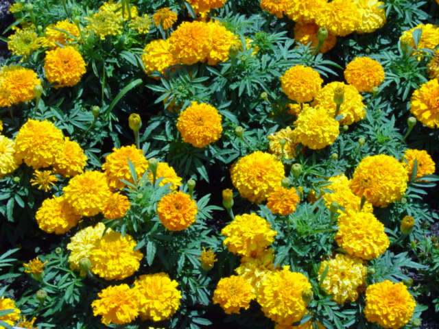 marigold