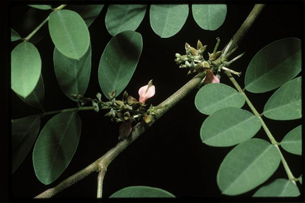 Indigofera