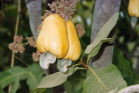 cashewfruit