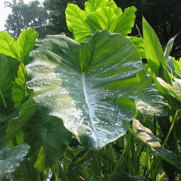 colocasia