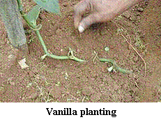 vanilla planting