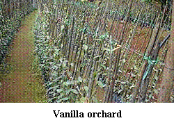 vanila orchard