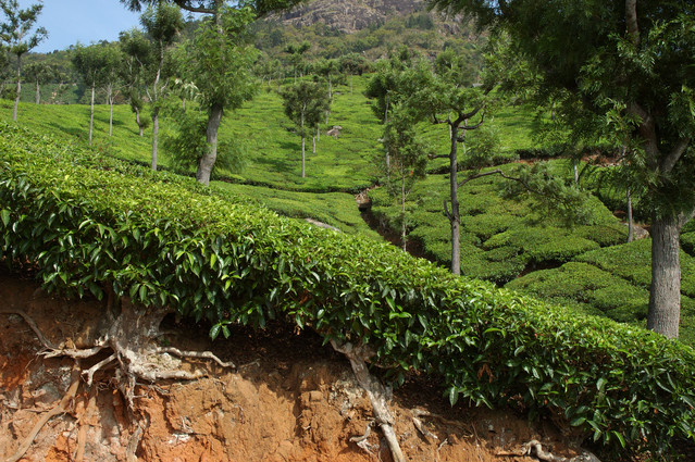 Tea (Camellia sinensis )