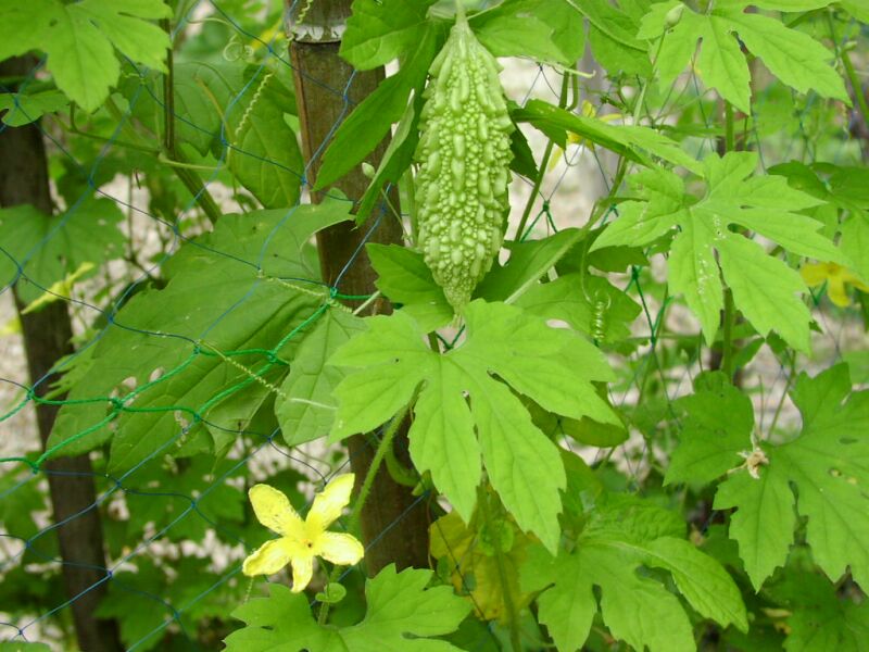 bittergourd