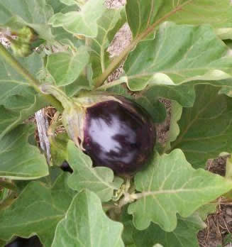 brinjal