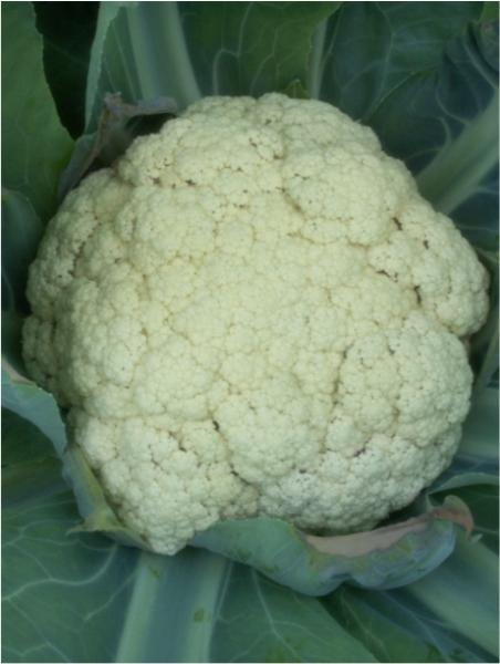 cauliflower