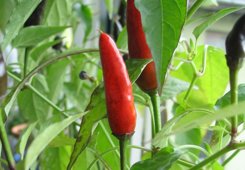 chilli