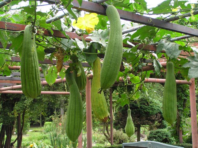 Luffa cylindrica