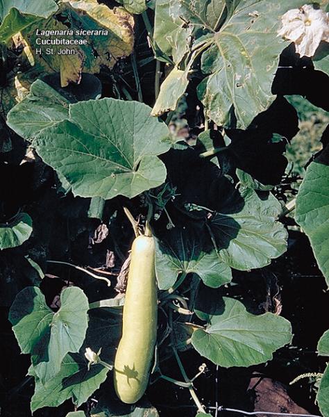 bottle gourd