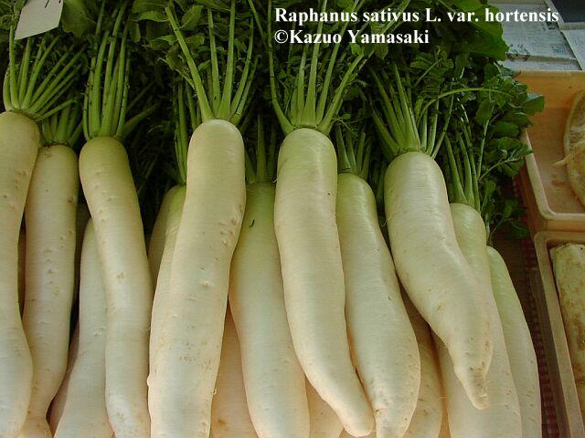 Radish