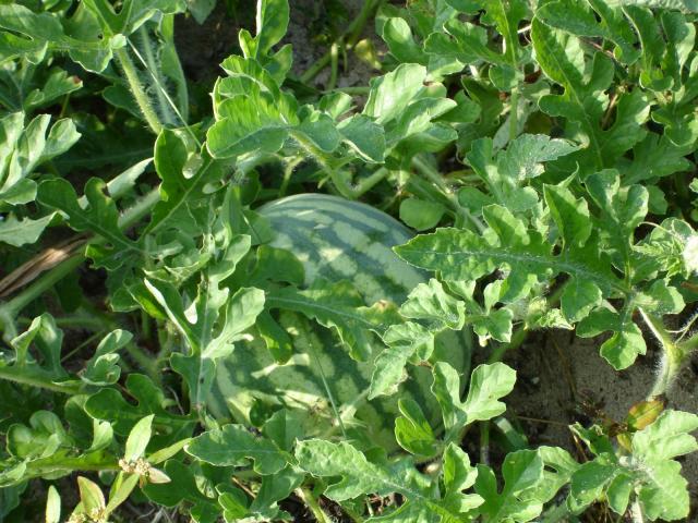 watermelonplant