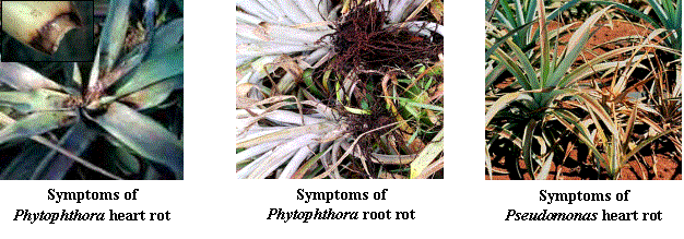 Plantprotection heart root