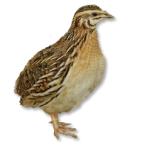 Quail