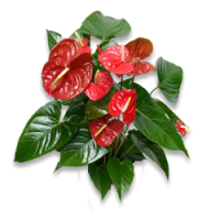 Anthurium