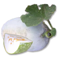 Ash gourd