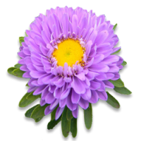 Aster