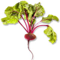 Beetroot