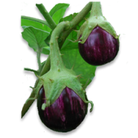 Brinjal