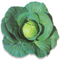 Cabbage