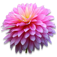 Chrysanthemum