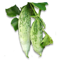 Snake Gourd