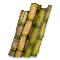 Sugarcane