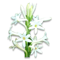 Tuberose