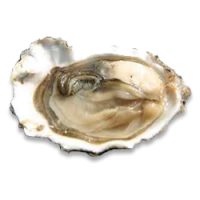 Edible Oysters