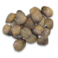 Clams