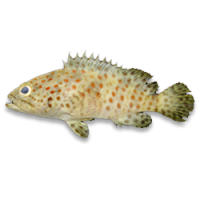 Grouper (Epinepelus spp)