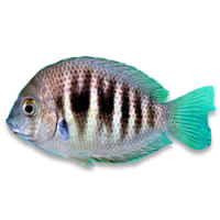 Pearlspot(Etroplus suratensis)