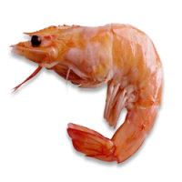 Freshwater Prawns